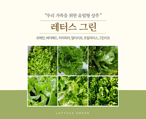 유럽형 샐러드 상추 레터스 그린_썸네일